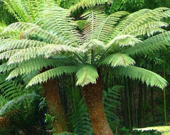 Dicksonia antarctica - Tree fern plant in 2L pot