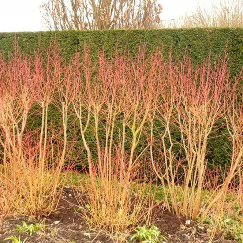 Cornus sanguinea midwinter fire Flaming dogwood plant in 9cm pot image 3