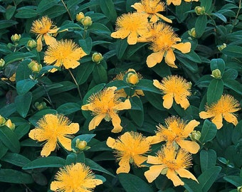 Hypericum calycinum - Rose of Sharon, Plant in 10.5cm Pot