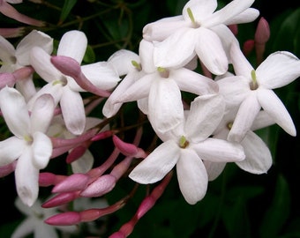 Jasminum polyanthum-Chinese Scented Jasmine- plant in 9 cm pot