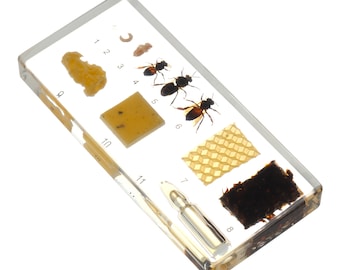 Honeybee Lifecycle Resin Specimen Life Development Clear Fossil Amber Lucite Real Insect Embed Science Biology Education Honey Bee Wax Cycle