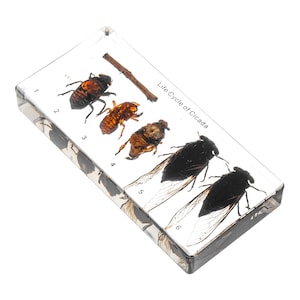 Levenscyclus cicade Harsspecimen Levensontwikkeling Helder fossiel Amber Lucite Echte insecten Inbedden Wetenschap Biologie Educatie Cyclus Eiervegen