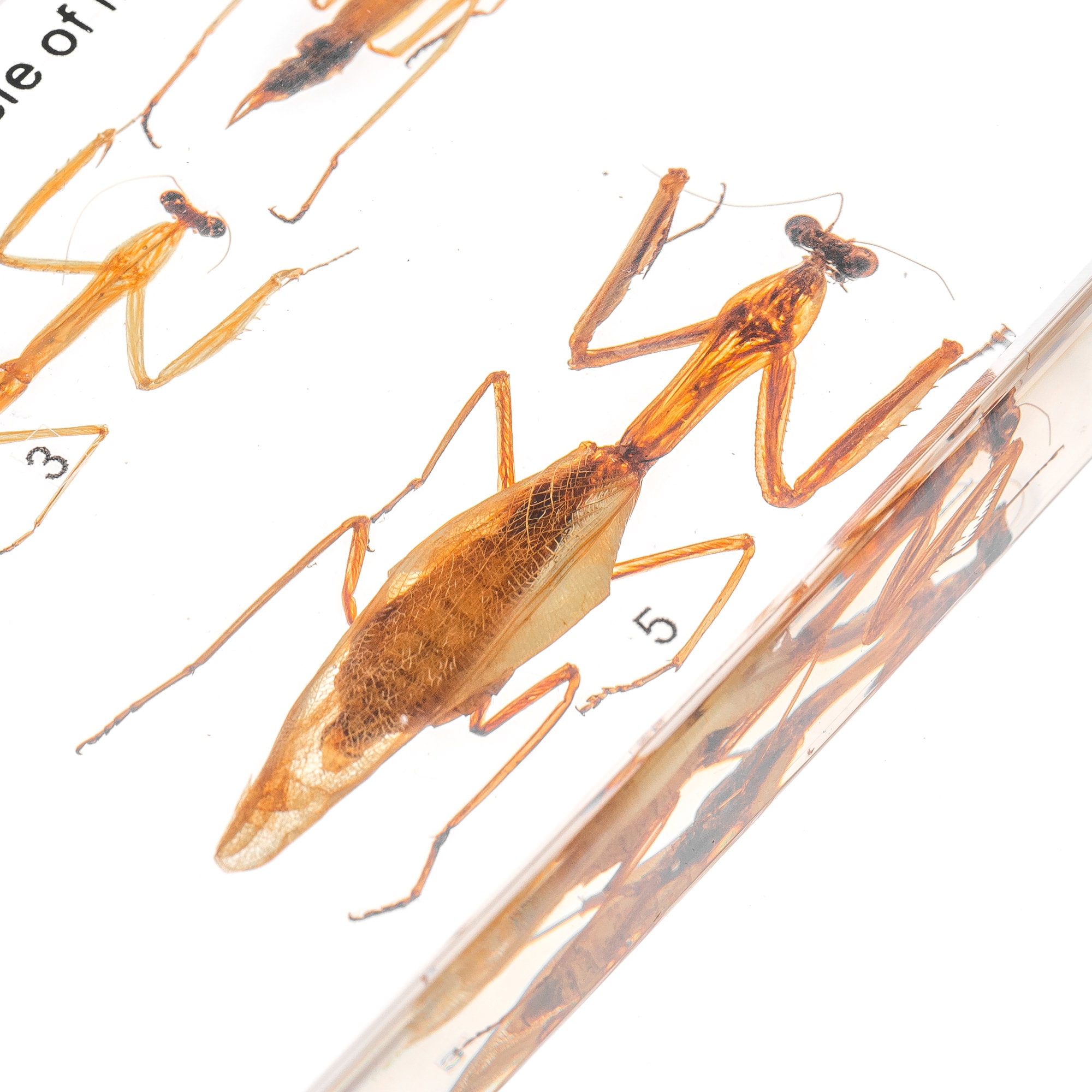 Mantis Development Mantis Lifecycle Resin Specimen Life Development Clear Fossil Amber ...