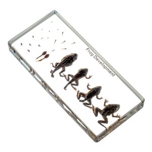 Kikker Levenscyclus Hars Specimen Levensontwikkeling Helder fossiel Amber Lucite Echt insect Insluiten Wetenschap Biologie Collectie Onderwijs bewaard gebleven