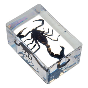 Zwarte schorpioen hars specimen blok echt insect insluiten transparant helder barnsteen fossiel Lucite wetenschap biologie collectie onderwijs bewaard gebleven