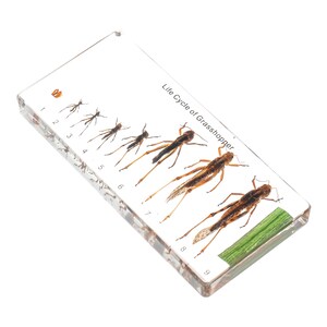 May include: A clear plastic block with the life cycle of a grasshopper displayed inside. The block shows nine stages of the grasshopper's life, from egg to adult. The text "Life Cycle of Grasshopper" is printed on the block.