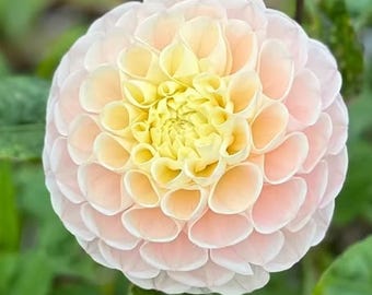 Dahlia 'Opal' - Heirloom Dahlia Varieties for Cut Flowers | Flower Farmer Collection | Limited Spring Planting