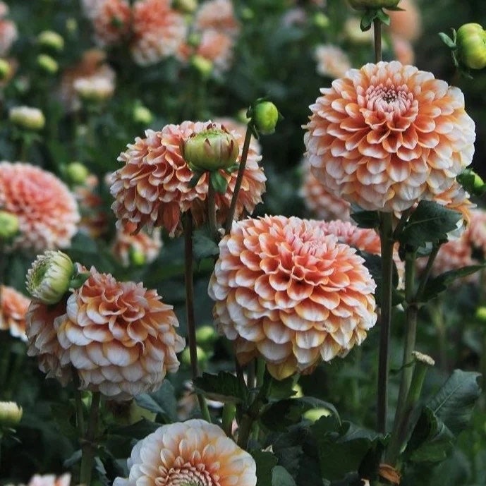 Tangerine Dream Dahlia Tuber - Etsy