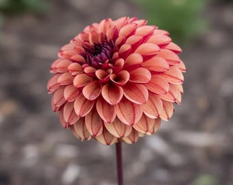 Dahlia 'High Fidelity' - Spring Shipped Dahlia Tubers for Flower Farmers and Cutting Gardens