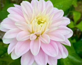 Dahlia 'Kay' - Spring Shipped Dahlia Tubers for Flower Farmers and Cutting Gardens