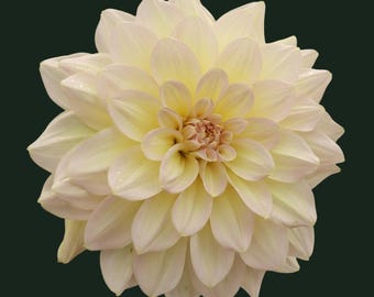 Imported Dahlia Tubers – Rare 'Unicorn' Variety for Cutting Gardens