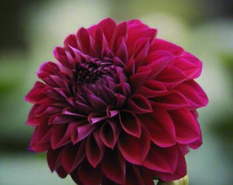 Dahlia 'Diva' - Spring Shipped Dahlia Tubers for Flower Farmers and Cutting Gardens