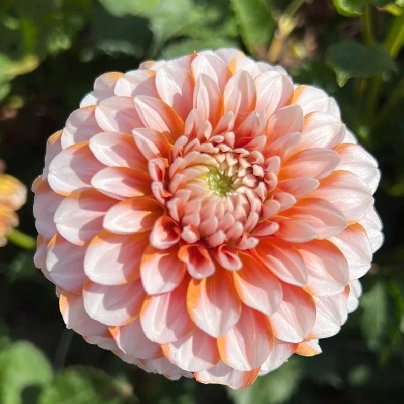 Tangerine Dream Dahlia Tuber - Etsy