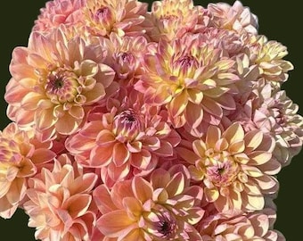 World Series Dahlia Tubers – Imported Pastel Flower Cutting Garden Bulbs