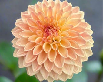 Dahlia 'Bloomquist Alan' Tuber – Tawny Peach Flower for Cottage Gardens