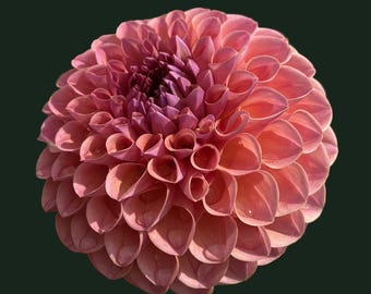 Imported Dahlia Tubers – Hapet Coppery World Series Collection (Flower Farmers)