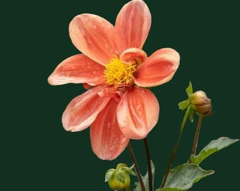 Dahlia Tubers - G.F.  Rare Imported Varieties for Cut Flowers | Flower Farmer Collection | Limited Spring Planting