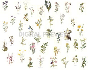 Può includere: Una collezione di illustrazioni botaniche di vari fiori selvatici, che mostrano una varietà di colori e forme. L'immagine presenta disegni dettagliati di diverse specie di piante, perfetti per scopi educativi o decorativi.