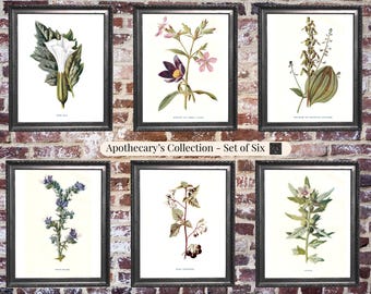 Vintage Poisonous Plant Prints Set of 6 | Henbane & Nightshade Botanical Art | Dark Academia Witchy Decor | 600 DPI Digital Download