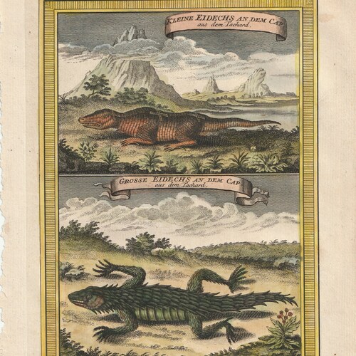 A very rare, original water coloured etching of two lizards shops by Johann Joachim Schwabe (1749) - First edition