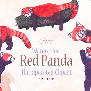 Clipart de Pandas roux mignons à l'aquarelle, png à télécharger, imprimable