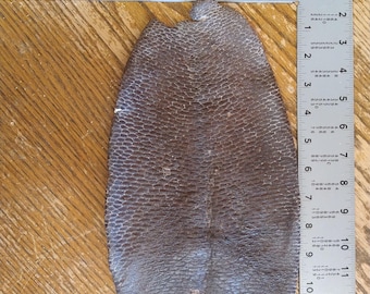 Tanned Beaver Tail Halves, Craft Supply