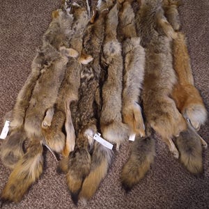 Coyote pelts