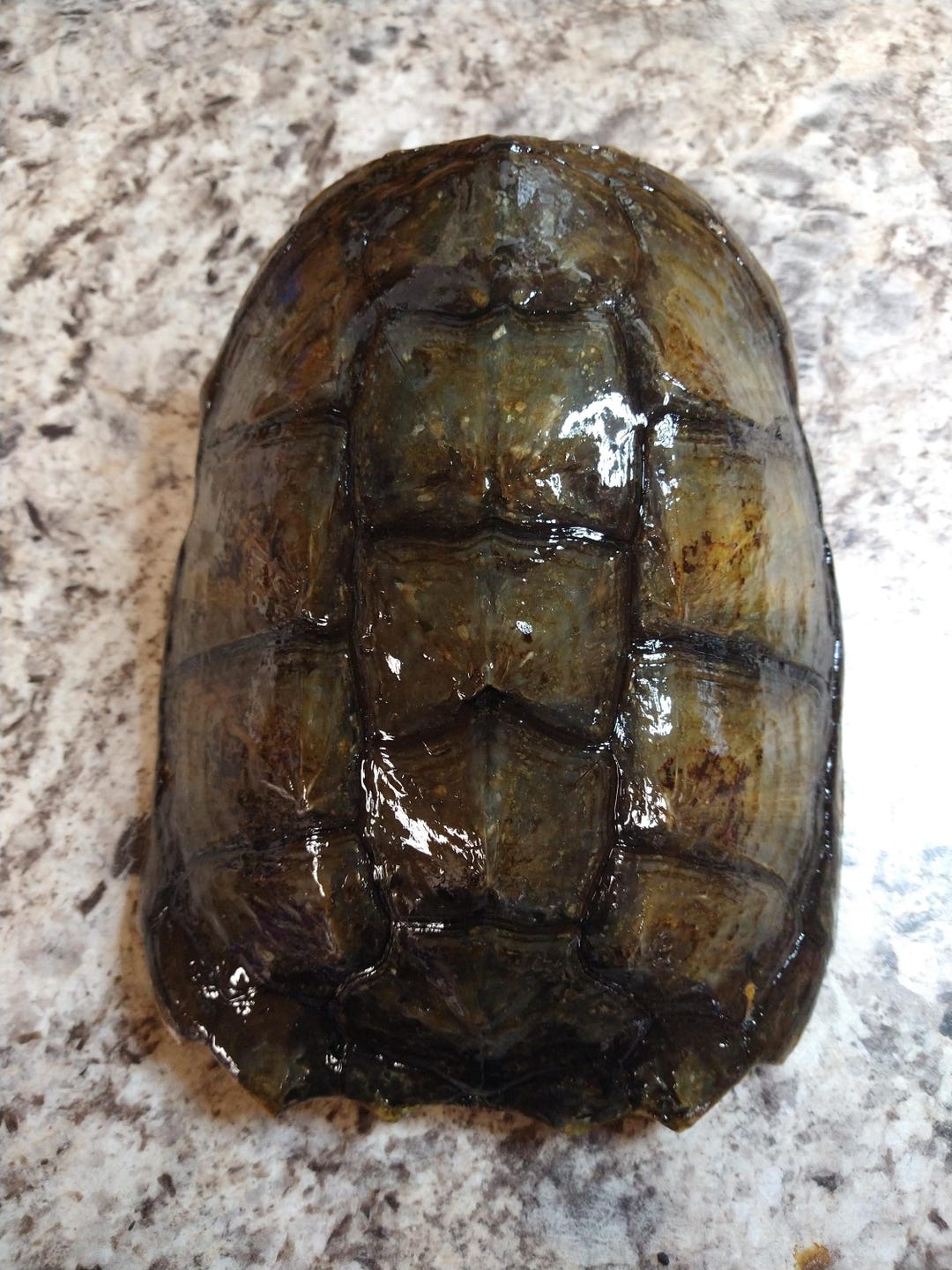 Snapping Turtle Shells - Etsy