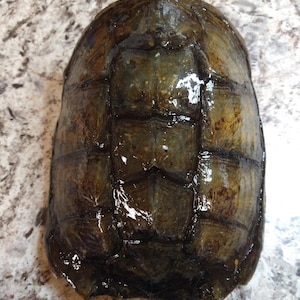 Snapping Turtle Shells