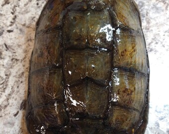 Snapping Turtle Shell - 12.5 Inches - Etsy