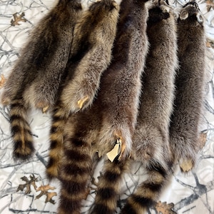 Raccoon pelt