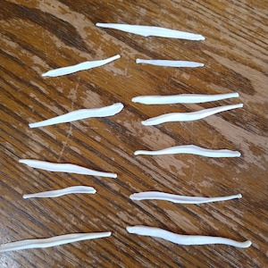 Raccoon, Coyote, Mink Baculum