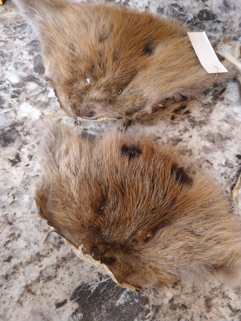 Raccoon, Coyote, Muskrat, Beaver Fur Faces - Etsy