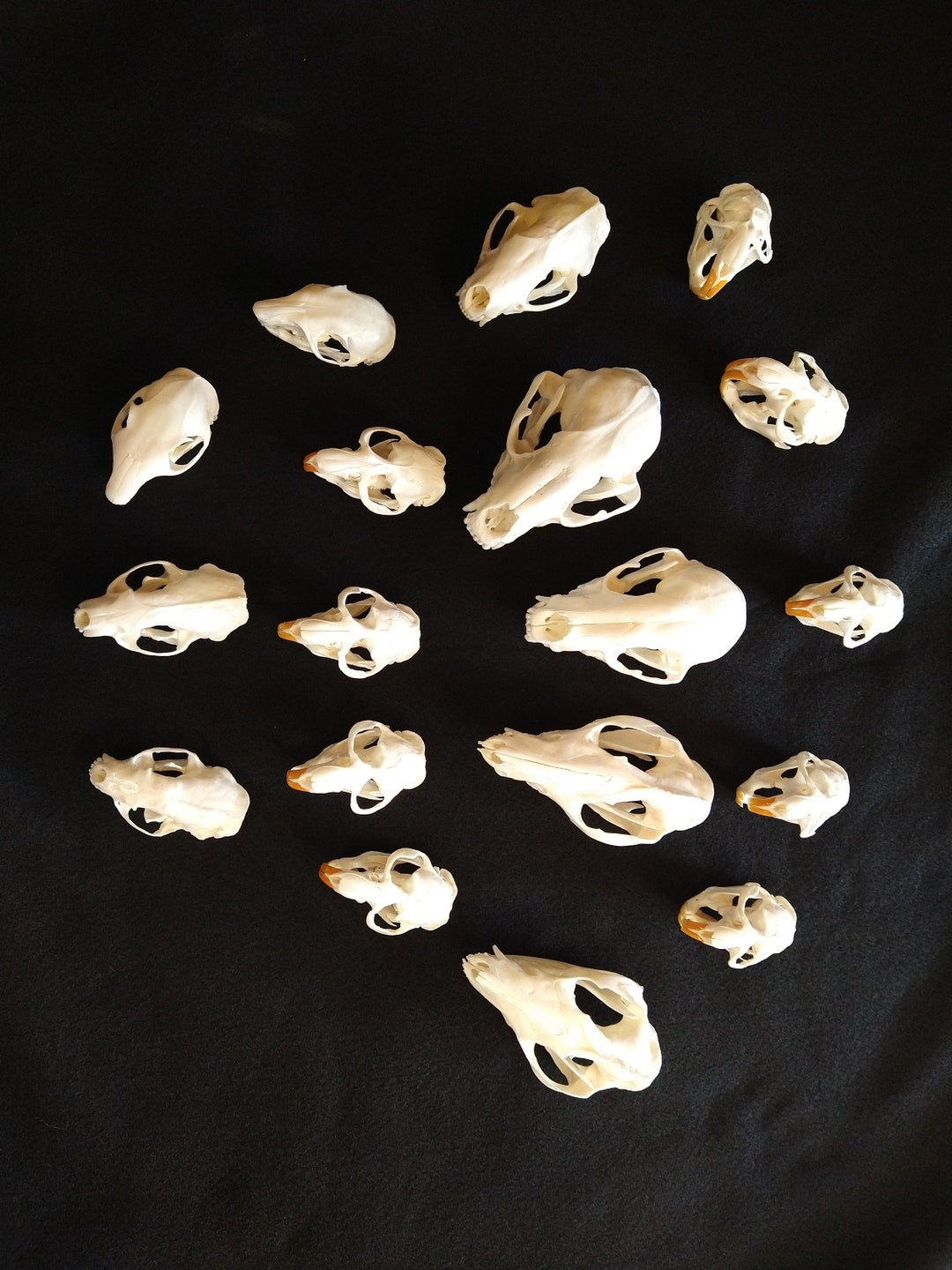 Small Mammal Skulls Etsy