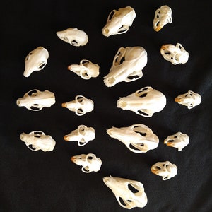 Small Mammal Skulls