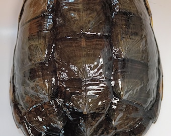 May include: A dark brown turtle shell with a glossy, polished finish. The carapace features a series of distinct, overlapping scutes with visible radial striations and a serrated, pointed edge along the posterior margin of the shell.
