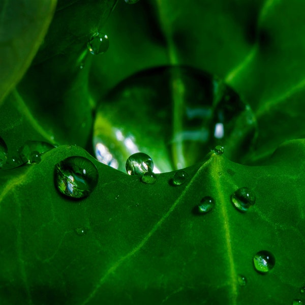 Nasturtium, Water Drop Photo, Macro Photography, Panoramic Wall Art, 3 piece wall art, Abstract Art, Wall Art, Triptych, Art Print