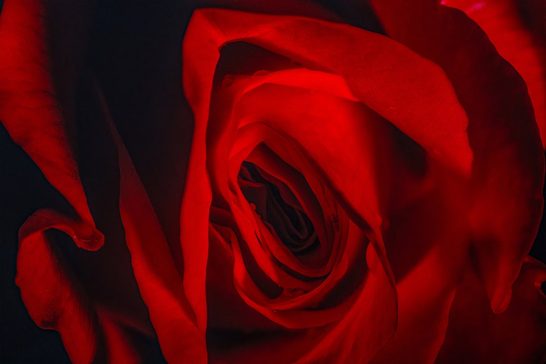 Red Rose Photo Flower Photography 3 Piece Wall Art Large Wall Art ...
