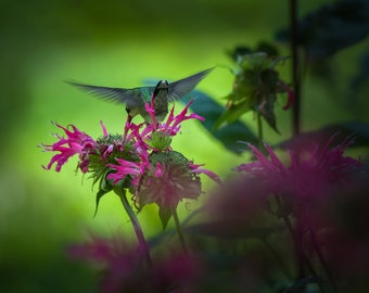 Hummingbird Feeding On Bee balm-Hummingbird print-Bird photography-Flying Birds print-Large wall art-Songbirds-Wall art-3 Piece wall art