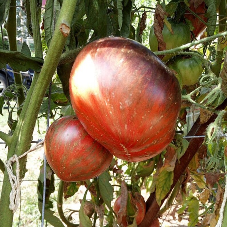 Rebel Starfighter Prime Flat version tomato seeds 10 seeds - Etsy.de