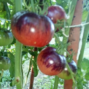 BLUE BEAUTY, heirloom tomato seeds - 10 seeds