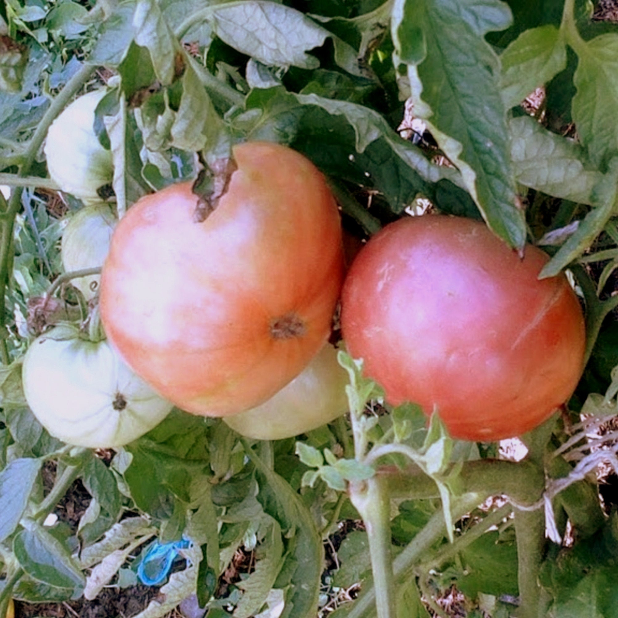Blue Boxng Shadow Dwarf Tomate - Tomato - 5+ Samen - Seeds - Zwerg