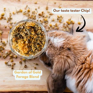 May include: A clear glass bowl filled with dried herbs and flowers, labeled "Garden of Gold Forage Blend." The image includes a brown and white rabbit, with the text "Our taste tester Chip!"