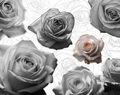Rose Tattoo Stamp Brush Set: Procreate Stencils & References (Digital Download)