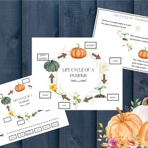 Pumpkin Unit Study|Levenscyclus van een pompoen|Anatomie van een pompoen|Wiskunde|Toevoeging|Flashcards