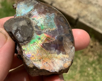 Alberta Ammolite specimen Canada(FULL shell) free shipping