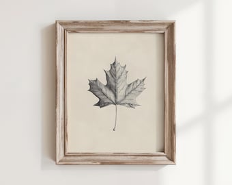 May include: A framed grayscale print of a maple leaf. The leaf is detailed with shading, set against a cream-colored background. The frame is a distressed, light brown wood, adding a rustic touch to the botanical art.