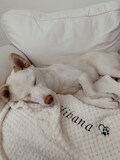 Personalized dog blanket • Personalized pet blanket • Dog accessory • Pet accessory product logo