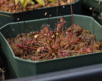 Drosera intermedia sundew