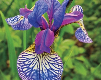 Pode incluir: Close-up de uma flor de íris roxa e azul com marcas amarelas e brancas nas pétalas. A flor está em foco, enquanto a folhagem verde atrás dela está desfocada.